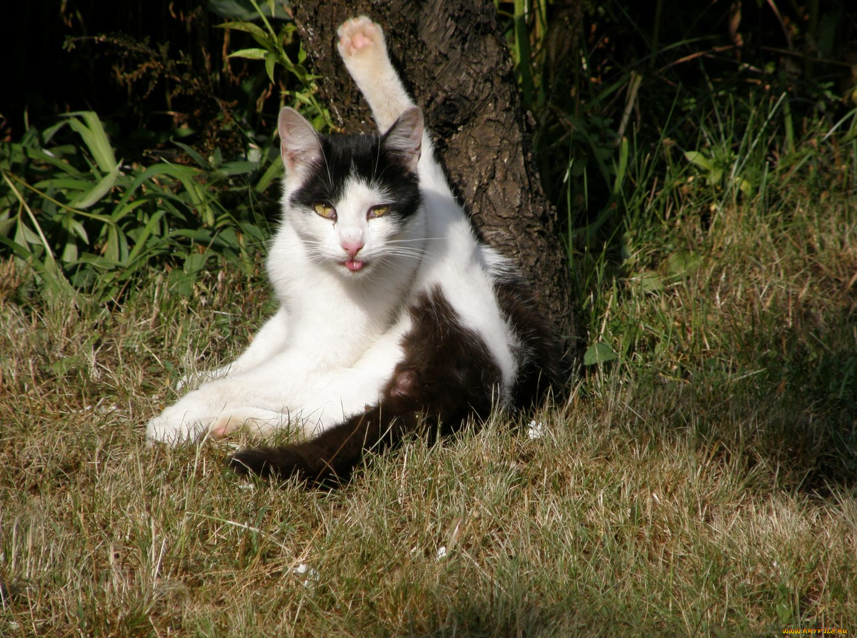 , , cat